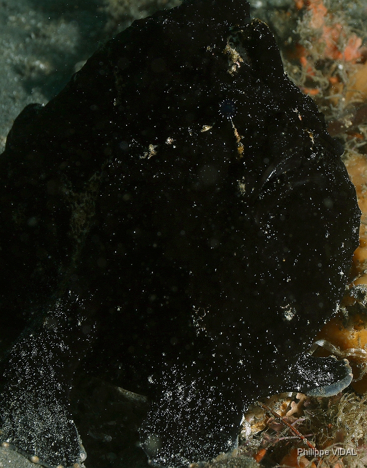 Bali 2016 - Painted frogfish - Antenaire peint - Antennarius pictus - IMG_6144_rc.jpg